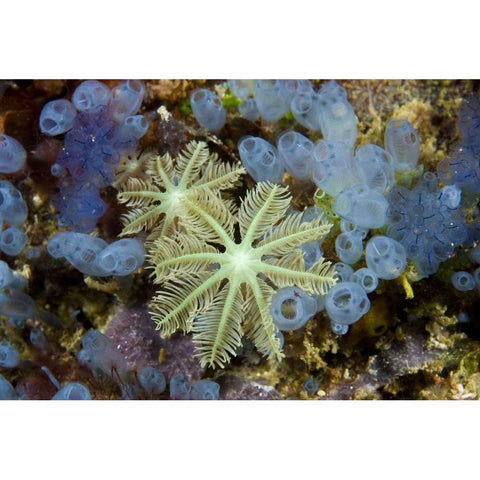 Bluebell tunicates and corals, Papua, Indonesia Gold Ornate Wood Framed Art Print with Double Matting by Shimlock, Jones