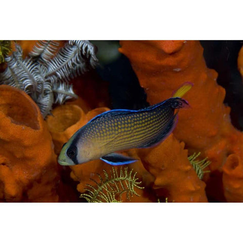 Indonesia, Papua, Raja Ampat Dottyback fish Black Modern Wood Framed Art Print by Shimlock, Jones