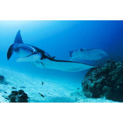 Indonesia, Papua, Manta Point Two manta rays Black Modern Wood Framed Art Print with Double Matting by Shimlock, Jones