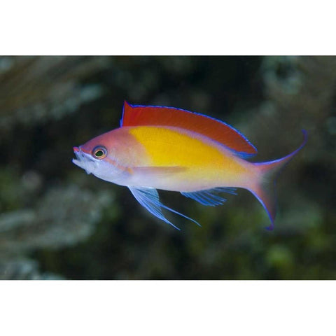 Indonesia, Papua, Raja Ampat Anthias fish Black Modern Wood Framed Art Print by Shimlock, Jones