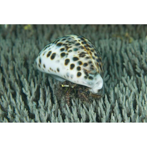 Hermit crab amid coral, Papua, Indonesia White Modern Wood Framed Art Print by Shimlock, Jones