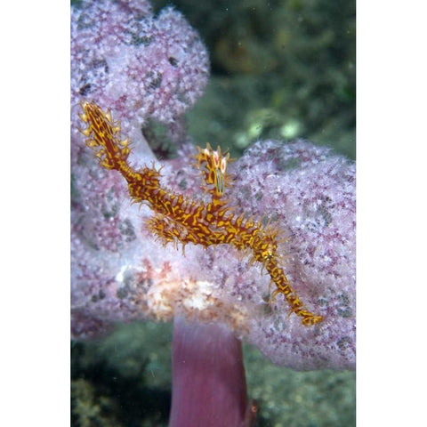 Indonesia, Papua, Raja Ampat Pipefish swimming Gold Ornate Wood Framed Art Print with Double Matting by Shimlock, Jones