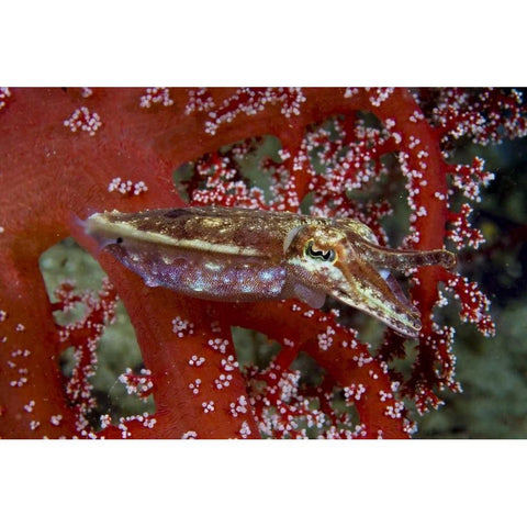 Cuttlefish amid corals, New Guinea Isl, Indonesia Black Modern Wood Framed Art Print by Shimlock, Jones