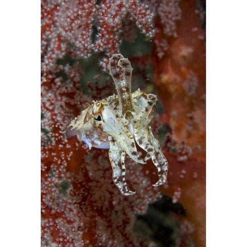 Indonesia, New Guinea Isl Cuttlefish amid corals Gold Ornate Wood Framed Art Print with Double Matting by Shimlock, Jones