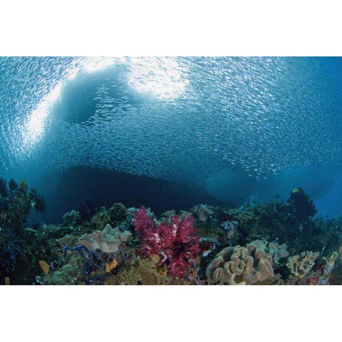 Indonesia School of silvery baitfish over coral Black Modern Wood Framed Art Print with Double Matting by Shimlock, Jones