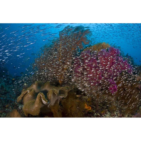Indonesia Silvery glassfish swim past coral Black Modern Wood Framed Art Print by Shimlock, Jones