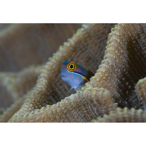 Blenny fish inside coral reef, Indonesia Black Modern Wood Framed Art Print with Double Matting by Shimlock, Jones