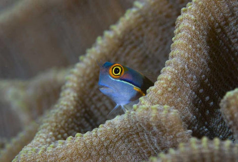 Blenny fish inside coral reef, Indonesia White Modern Wood Framed Art Print with Double Matting by Shimlock, Jones