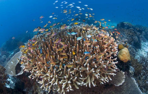 Indonesia Diverse, coral reef marine ecosystem White Modern Wood Framed Art Print with Double Matting by Shimlock, Jones
