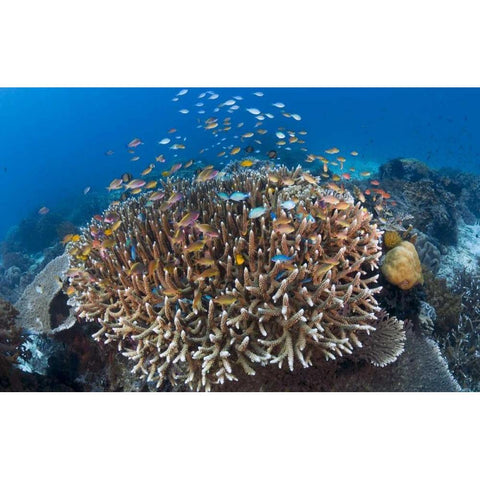 Indonesia Diverse, coral reef marine ecosystem Black Modern Wood Framed Art Print by Shimlock, Jones