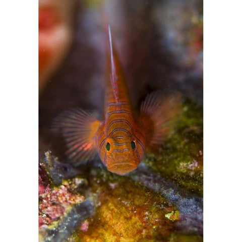 Indonesia, Raja Ampat Goby fish above coral Gold Ornate Wood Framed Art Print with Double Matting by Shimlock, Jones