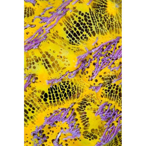 Colorful sponge, Raja Ampat, Indonesia Black Modern Wood Framed Art Print by Shimlock, Jones