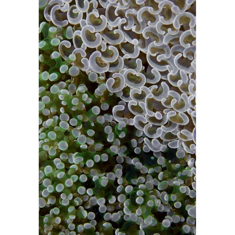 Hard corals on reef, Ayau Island, Indonesia Black Modern Wood Framed Art Print by Shimlock, Jones