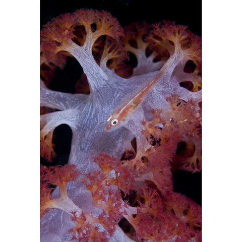 Indonesia Goby fish by pink soft coral Black Modern Wood Framed Art Print with Double Matting by Shimlock, Jones
