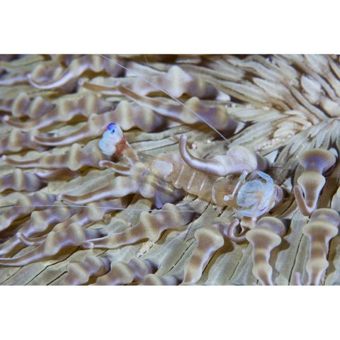 Indonesia This commensal shrimp among anemones Gold Ornate Wood Framed Art Print with Double Matting by Shimlock, Jones