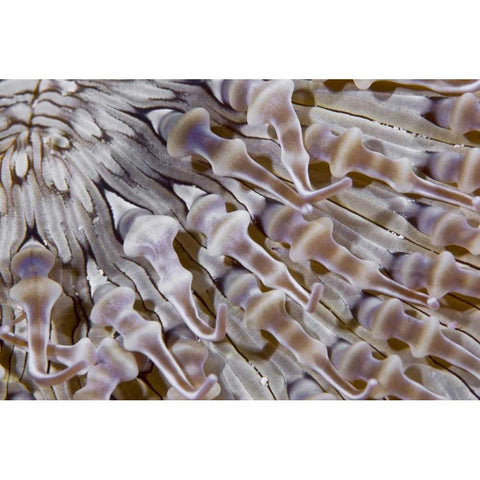 Ringed anemone, Raja Ampat, Indonesia Black Modern Wood Framed Art Print by Shimlock, Jones