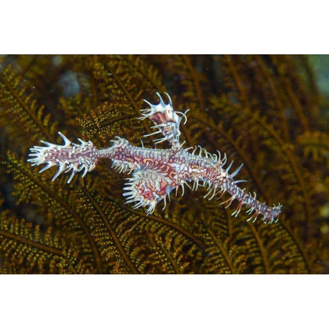 Ghost pipefish, Raja Ampat, Indonesia Gold Ornate Wood Framed Art Print with Double Matting by Shimlock, Jones