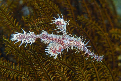 Ghost pipefish, Raja Ampat, Indonesia Black Ornate Wood Framed Art Print with Double Matting by Shimlock, Jones