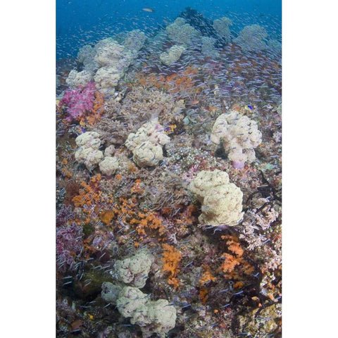 Indonesia Schooling fish swim past diverse reef Black Modern Wood Framed Art Print by Shimlock, Jones