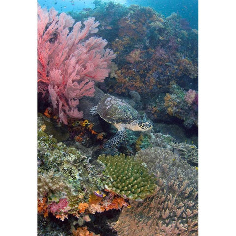 Hawksbill turtle swimming over reef, Indonesia Black Modern Wood Framed Art Print with Double Matting by Shimlock, Jones