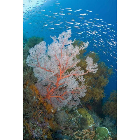 Fish and coral reef, Raja Ampat, Indonesia Black Modern Wood Framed Art Print with Double Matting by Shimlock, Jones