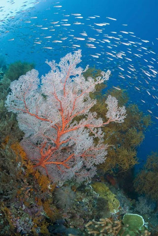 Fish and coral reef, Raja Ampat, Indonesia White Modern Wood Framed Art Print with Double Matting by Shimlock, Jones