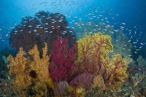 Indonesia Coral reef marine ecosystem White Modern Wood Framed Art Print with Double Matting by Shimlock, Jones