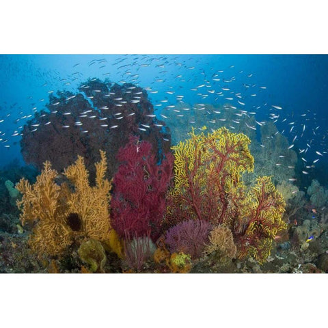 Indonesia Coral reef marine ecosystem Black Modern Wood Framed Art Print by Shimlock, Jones