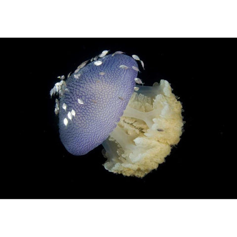 Jellyfish and juvenile trevally fish, Indonesia Black Modern Wood Framed Art Print by Shimlock, Jones
