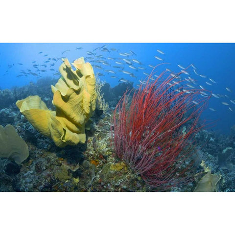 Indonesia, Raja Ampat Black Modern Wood Framed Art Print with Double Matting by Shimlock, Jones