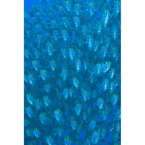 Indonesia, Raja Ampat Schooling ox-eyed scad White Modern Wood Framed Art Print by Shimlock, Jones