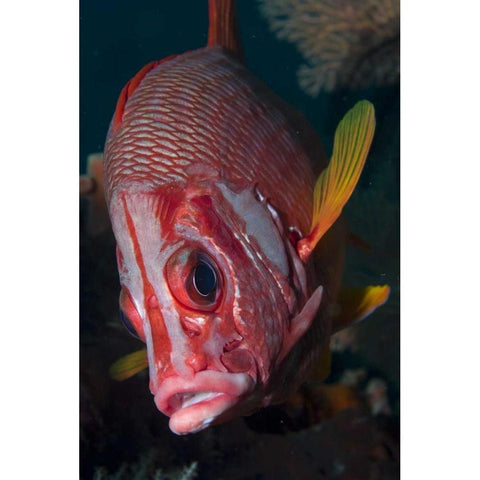 Indonesia, Raja Ampat Close-up of squirrelfish Gold Ornate Wood Framed Art Print with Double Matting by Shimlock, Jones