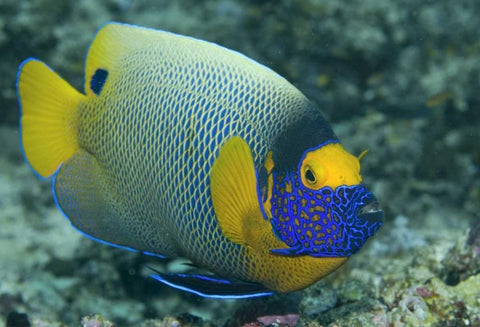 Colorful Emperor Angelfish, Raja Ampat, Indonesia Black Ornate Wood Framed Art Print with Double Matting by Shimlock, Jones