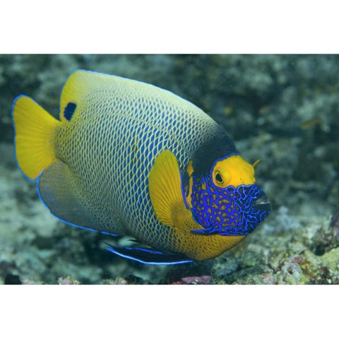 Colorful Emperor Angelfish, Raja Ampat, Indonesia White Modern Wood Framed Art Print by Shimlock, Jones