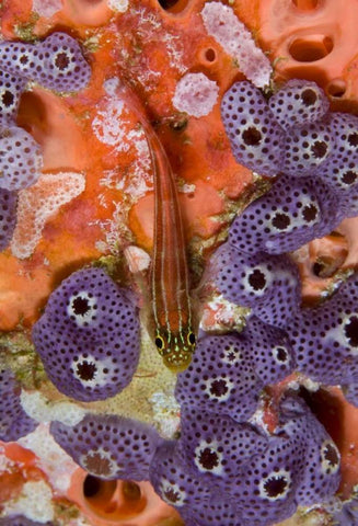Triplefin fish swimming by sea squirt, Indonesia Black Ornate Wood Framed Art Print with Double Matting by Shimlock, Jones