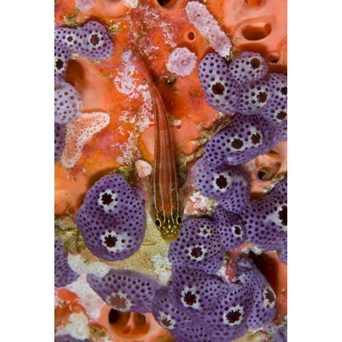 Triplefin fish swimming by sea squirt, Indonesia Black Modern Wood Framed Art Print by Shimlock, Jones