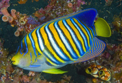 Regal angelfish, Raja Ampat, Indonesia Black Ornate Wood Framed Art Print with Double Matting by Shimlock, Jones
