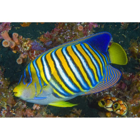 Regal angelfish, Raja Ampat, Indonesia Black Modern Wood Framed Art Print by Shimlock, Jones