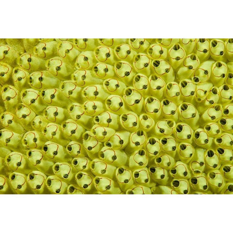 Sea squirt colony, Raja Ampat, Indonesia Black Modern Wood Framed Art Print with Double Matting by Shimlock, Jones