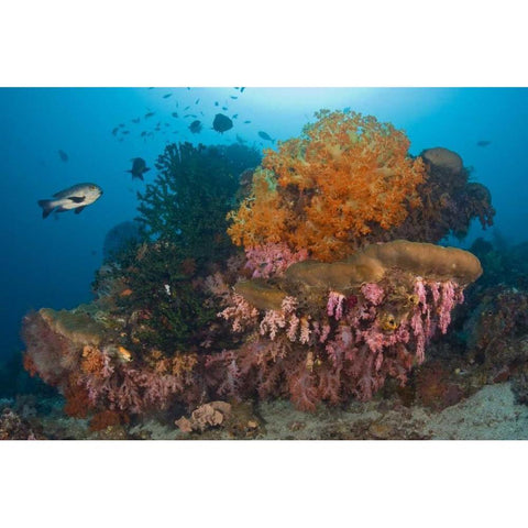 Indonesia Black snapper fish swim by coral reef Black Modern Wood Framed Art Print with Double Matting by Shimlock, Jones