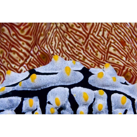Nudibranch crawling past sea cucumber, Indonesia Gold Ornate Wood Framed Art Print with Double Matting by Shimlock, Jones