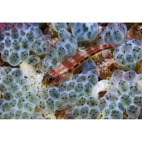 Triplefin fish swimming by sea squirt, Indonesia Gold Ornate Wood Framed Art Print with Double Matting by Shimlock, Jones