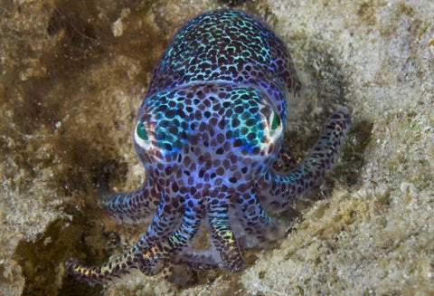 Nocturnal bobtail squid, Aljui Bay, Indonesia Black Ornate Wood Framed Art Print with Double Matting by Shimlock, Jones