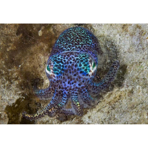 Nocturnal bobtail squid, Aljui Bay, Indonesia Black Modern Wood Framed Art Print by Shimlock, Jones