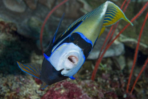 Indonesia, Raja Ampat Emperor angelfish White Modern Wood Framed Art Print with Double Matting by Shimlock, Jones