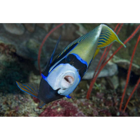 Indonesia, Raja Ampat Emperor angelfish Black Modern Wood Framed Art Print with Double Matting by Shimlock, Jones