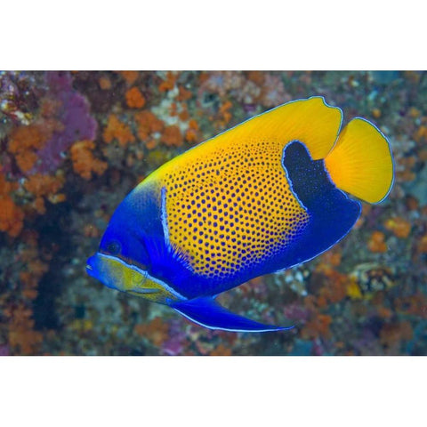 Indonesia, Raja Ampat Blue-girdled angelfish Black Modern Wood Framed Art Print by Shimlock, Jones