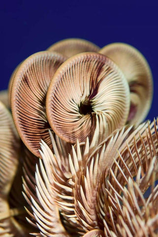 Feather star crinoid, Raja Ampat, Indonesia White Modern Wood Framed Art Print with Double Matting by Shimlock, Jones