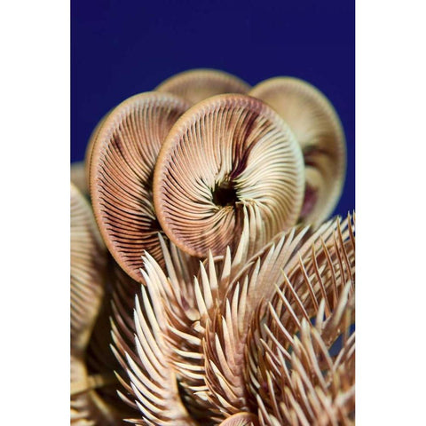 Feather star crinoid, Raja Ampat, Indonesia Gold Ornate Wood Framed Art Print with Double Matting by Shimlock, Jones
