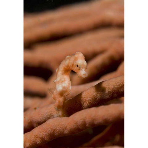 Indonesia, Raja Ampat Pygmy seahorse by coral White Modern Wood Framed Art Print by Shimlock, Jones